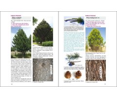 ÁRBOLES NATIVOS E INTRODUCIDOS EN PATAGONIA/ NATIVE AND INTRODUCED TREES IN PATAGONIA 4
