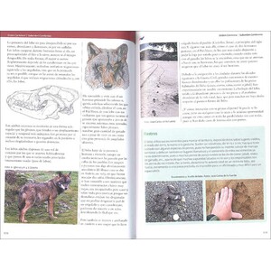 GUÍA DE MAMÍFEROS TERRESTRES. PENÍNSULA IBÉRICA Y BALEARES. CON MÁS DE MIL IMÁGENES ILUSTRADAS_1