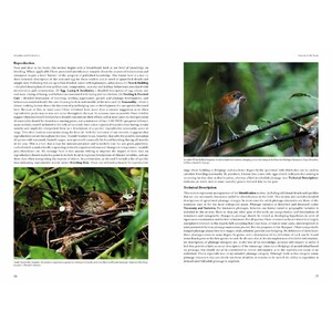 HELM IDENTIFICATION GUIDES. ANTPITTAS AND GNATEATERS 3
