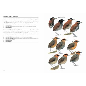 HELM IDENTIFICATION GUIDES. ANTPITTAS AND GNATEATERS 4