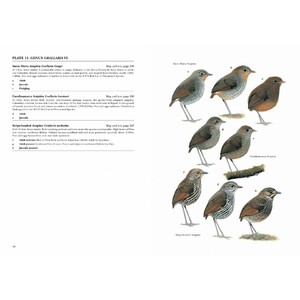 HELM IDENTIFICATION GUIDES. ANTPITTAS AND GNATEATERS 5