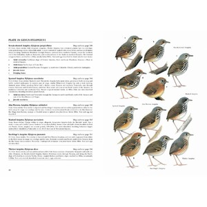 HELM IDENTIFICATION GUIDES. ANTPITTAS AND GNATEATERS 6