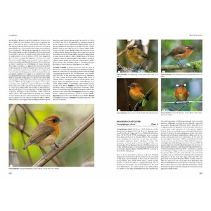 HELM IDENTIFICATION GUIDES. ANTPITTAS AND GNATEATERS 7