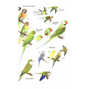 HELM FIELD GUIDES. BIRDS OF JAPAN 4