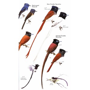 HELM FIELD GUIDES. BIRDS OF JAPAN 5