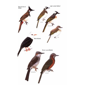 HELM FIELD GUIDES. BIRDS OF JAPAN 7