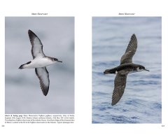 MULTIMEDIA IDENTIFICATION GUIDE TO NORTH ATLANTIC SEABIRDS. SHEARWATERS. JOUANIN'S & WHITE-CHINNED PETRELS 4