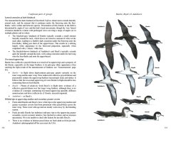 MULTIMEDIA IDENTIFICATION GUIDE TO NORTH ATLANTIC SEABIRDS. SHEARWATERS. JOUANIN'S & WHITE-CHINNED PETRELS 5