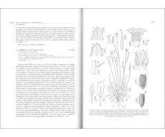 FLORA IBÉRICA. VOL. XVI (II) COMPOSITAE (PARTIM) 2