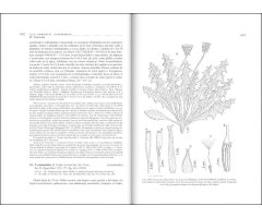 FLORA IBÉRICA. VOL. XVI (II) COMPOSITAE (PARTIM) 3