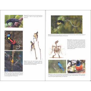 THE ASCENT OF BIRDS. HOW MODERN SCIENCE IS REVEALING THEIR STORY 3