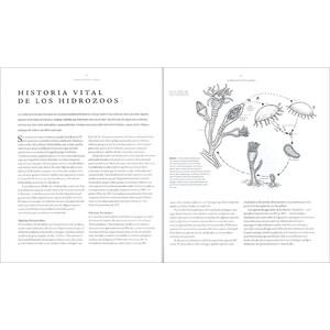 MEDUSAS. UNA HISTORIA NATURAL_1