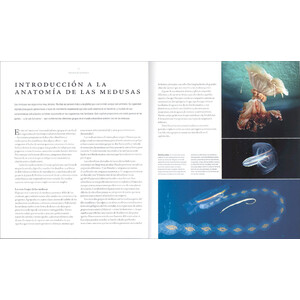 MEDUSAS. UNA HISTORIA NATURAL 4