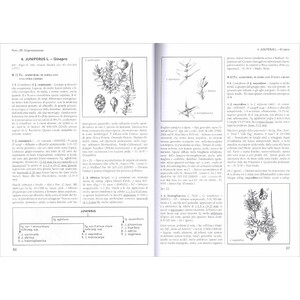 FLORA D'ITALIA VOLUME SECONDO_1