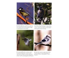 THE BLUE TIT 3