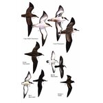 HELM FIELD GUIDES BIRDS OF THE CANARY ISLANDS 3