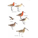 HELM FIELD GUIDES BIRDS OF THE CANARY ISLANDS 4
