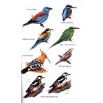 HELM FIELD GUIDES BIRDS OF THE CANARY ISLANDS 5