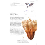 THE BOOK OF SEEDS. A LIFESIZE GUIDE TO SIX HUNDRED SPECIES FROM AROUND THE WORLD 2