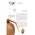 THE BOOK OF SEEDS. A LIFESIZE GUIDE TO SIX HUNDRED SPECIES FROM AROUND THE WORLD 3