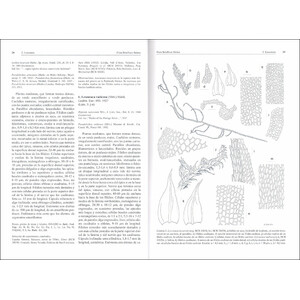 FLORA BRIOFÍTICA IBÉRICA. VOLUMEN 6. HYPNALES_1