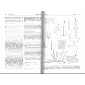 FLORA BRIOFÍTICA IBÉRICA. VOLUMEN 6. HYPNALES 3