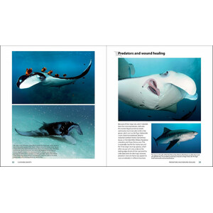 GUIDE TO THE MANTA & DEVIL RAYS OF THE WORLD 3