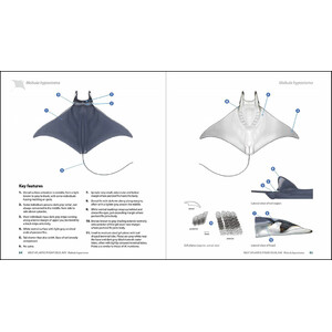 GUIDE TO THE MANTA & DEVIL RAYS OF THE WORLD 4