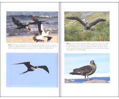 FAR FROM LAND. THE MYSTERIOUS LIVES OF SEABIRDS 4