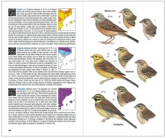 OCELLS DE CATALUNYA, PAÍS VALENCIÀ I BALEARS. INCLOU TAMBÉ CATALUNYA NORD, FRANJA DE PONENT I ANDORRA 2
