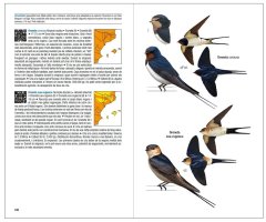 OCELLS DE CATALUNYA, PAÍS VALENCIÀ I BALEARS. INCLOU TAMBÉ CATALUNYA NORD, FRANJA DE PONENT I ANDORRA 4