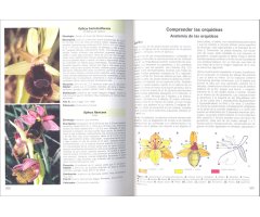 GUÍA DE CAMPO DE LAS ORQUÍDEAS DE EUROPA, ÁFRICA DEL NORTE Y ORIENTE PRÓXIMO 2