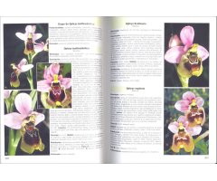 GUÍA DE CAMPO DE LAS ORQUÍDEAS DE EUROPA, ÁFRICA DEL NORTE Y ORIENTE PRÓXIMO 3