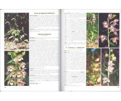 GUÍA DE CAMPO DE LAS ORQUÍDEAS DE EUROPA, ÁFRICA DEL NORTE Y ORIENTE PRÓXIMO 4