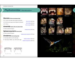 FIELD GUIDE TO THE BATS OF THE AMAZON. 2ND ED. 3