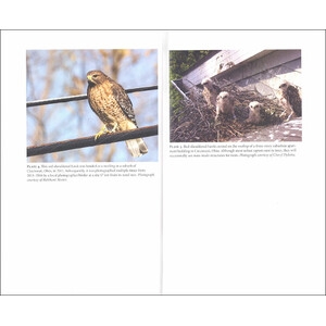 URBAN RAPTORS. ECOLOGY AND CONSERVATION OF BIRDS OF PREY IN CITIES 4