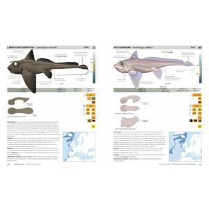 FIELD GUIDE TO SHARKS, RAYS AND CHIMAERAS OF EUROPE AND THE MEDITERRANEAN_1