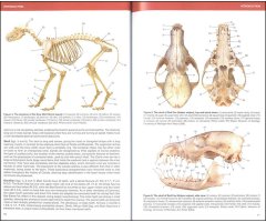 CANIDS OF THE WORLD. WOLVES, WIL DOGS, FOXES, JACKALS, COYOTES, AND THEIR RELATIVES_1