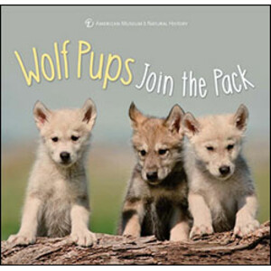 WOLF PUPS JOIN THE PACK