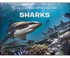 SHARKS. AMERICAN MUSEUM OF NATURAL HISTORY