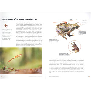 LA RANA ÁGIL: EL ECO SORDO DE LOS ROBLEDALES_1