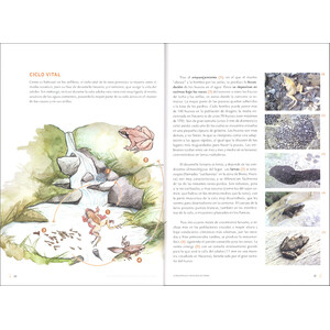 LA RANA PIRENAICA: UNA RELIQUIA DEL PIRINEO_1