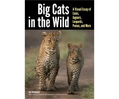 BIG CATS IN THE WILD. A VISUAL ESSAY OF LIONS, JAGUARS, LEOPARDS, PUMAS, AND MORE