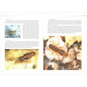 MACROINVERTEBRADOS DE LAS AGUAS DULCES DE GALICIA_1
