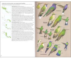 BIRDS OF CENTRAL AMERICA: BELIZE, GUATEMALA, HONDURAS, EL SALVADOR, NICARAGUA, COSTA RICA AND PANAMA 2