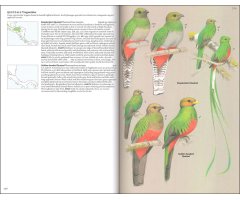 BIRDS OF CENTRAL AMERICA: BELIZE, GUATEMALA, HONDURAS, EL SALVADOR, NICARAGUA, COSTA RICA AND PANAMA 3