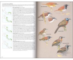 BIRDS OF CENTRAL AMERICA: BELIZE, GUATEMALA, HONDURAS, EL SALVADOR, NICARAGUA, COSTA RICA AND PANAMA 4