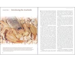AMAZING ARACHNIDS_1