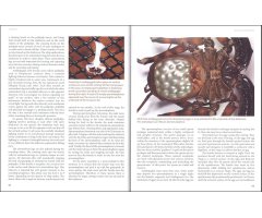 AMAZING ARACHNIDS 3