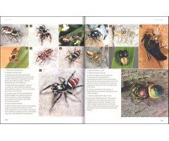 AMAZING ARACHNIDS 4